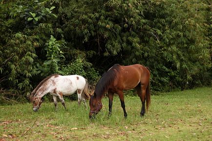 Câți cai trăiesc cum să determine vârsta animalului, prin ce parametri