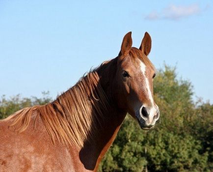 Câți cai trăiesc cum să determine vârsta animalului, prin ce parametri