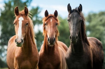 Hány élő lovak, hogyan kell meghatározni a korát az állat, hogy milyen paraméterek