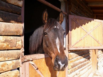 Câți cai trăiesc cum să determine vârsta animalului, prin ce parametri