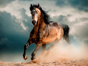 Câți cai vii - speranța de viață medie este de 20 de ani