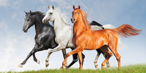 Скільки живуть коні - тривалість життя становить в середньому 20 років