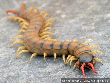 Scolopendra, habitatele sale și ce să facă cu mușcăturile