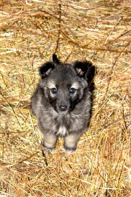 Dog dzhermi caută o casă