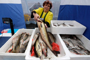 Corporația pg a aflat de ce peștii ieftine nu ajung pe rafturi - ziarul rusesc