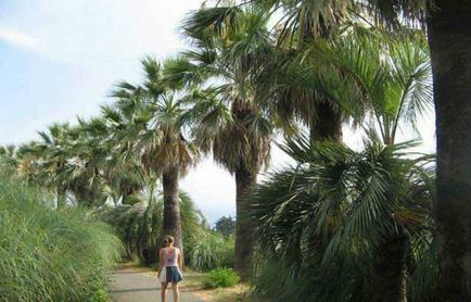 Sochi arboretum - cum se ajunge acolo, adresa, telecabină, plante, copaci, descriere, fotografie