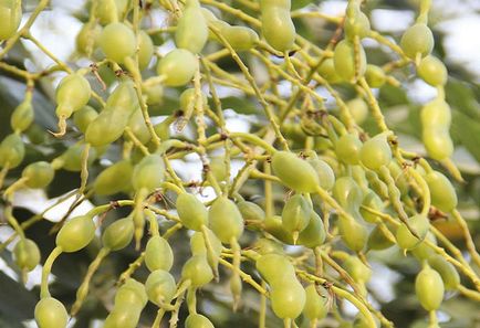 Sophora japonica gyógyszer tulajdonságait és ellenjavallatok