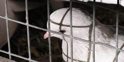 O pasăre de vis într-o cușcă la care o pasăre visează într-o cușcă într-un vis