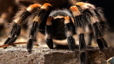 Сън книга Tarantula в съня какво мечтае тарантула