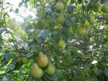 Сорти груш опис сортів, переваги і недоліки, фото