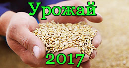 Сорти огірків для відкритого грунту, Новогрудок, офіційний сайт газети - новае жиццё