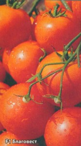 Сорти томатів для теплиць циган, марфа, благовіст, бичаче серце та інші
