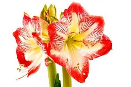 Sfaturi pentru îngrijirea amaryllis, beautyinfo