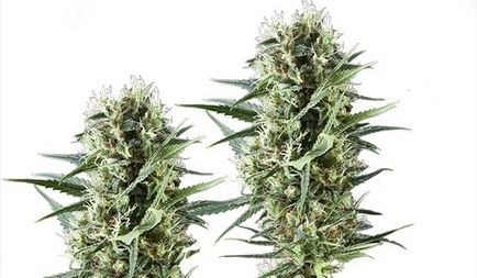 Kush special - semințe marijuana de înaltă calitate pentru un preț scăzut - blog rqs