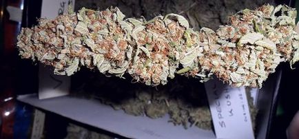 Special kush - високоякісного насіння марихуани для низькою ціною - rqs blog