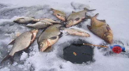 Un echipament de recoltare pentru pescuitul în rame de iarnă