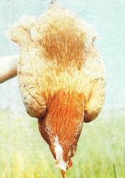 Articole privind reproducerea păsărilor pe picainfo, principalele semne ale rasei de pui