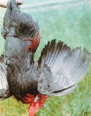 Cikkek költő madarak a picainfo, a fő jellemzői a fajta csirkék