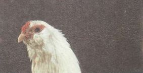 Статті по розведенню птахів на picainfo, основні ознаки породи курей
