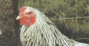 Статті по розведенню птахів на picainfo, основні ознаки породи курей