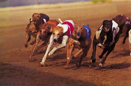 Ставки на собачі перегони в онлайн букмекерській конторі