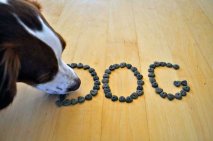 Firma uscată de hrana pentru câini Bosch