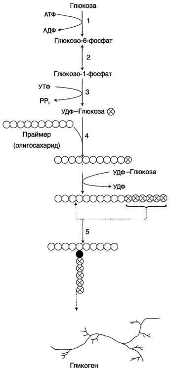Proprietățile și distribuția glicogenului ca polizaharidă de rezervă
