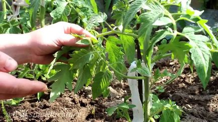 Схема посадки саджанців і грамотний догляд за помідорами у відкритому грунті
