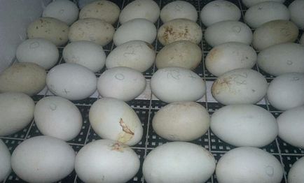 Tabel de incubare a ouălor de gâscă acasă