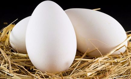 Таблиця інкубації гусячих яєць в домашніх умовах