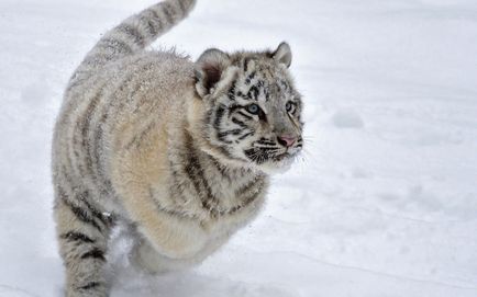 Cubs képek tigris kölykök, fotók a kis kölykök
