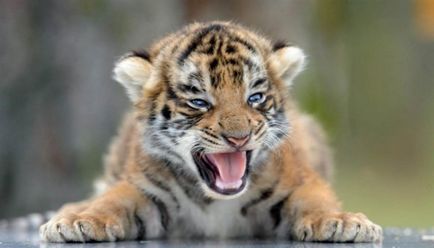 Fotografiile cu pui de tigru, puii mici