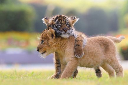 Cubs képek tigris kölykök, fotók a kis kölykök