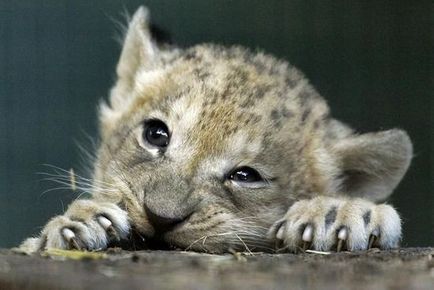 Cubs játszani fotók, képek a vicces kis kölykök