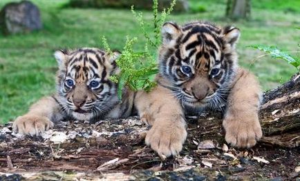 Cubs játszani fotók, képek a vicces kis kölykök