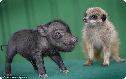 Timon și Pumbaa