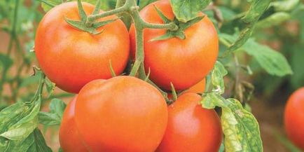 Tomate și tomate tehnica de plantare, îngrijire