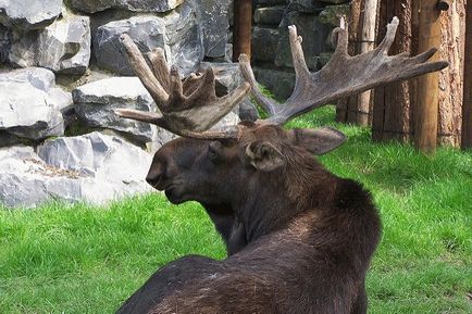 Totem animal moose - caracteristică și sens