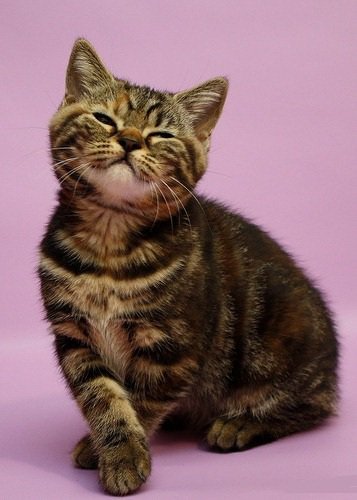 Zâmbetul unei pisici Cheshire, articole