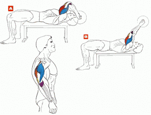 Вправи для трицепса, базові та ізолюючі, вправи