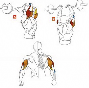 Вправи для трицепса, базові та ізолюючі, вправи