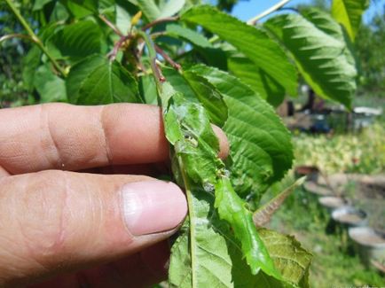 Îngrijirea pentru afine, cum să plantezi, când să aperi