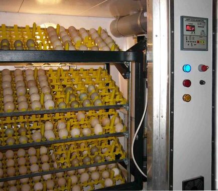 Догляд за інкубатором яйцями, курчатами в домашніх умовах