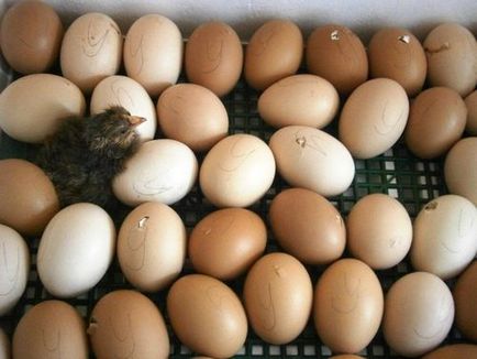 Îngrijirea incubatorului cu ouă, găini la domiciliu
