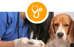 Vetmax, ветеринарна клініка ветмакс