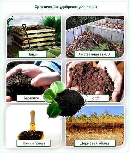 Tipuri de îngrășăminte pentru clasificarea în sol a îngrășămintelor pentru plante
