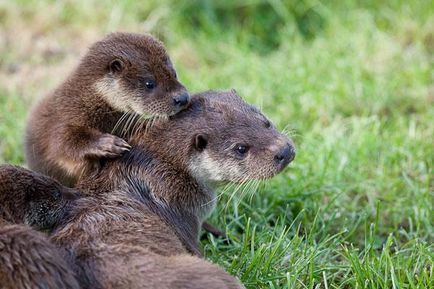 Râul Otter, obiceiuri, habitat