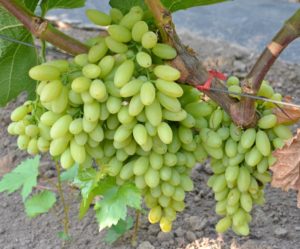 Виноград кишмиш походження і характеристика різновидів сорту