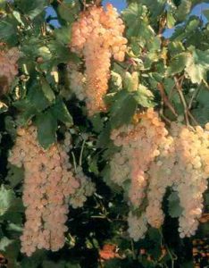 Виноград кишмиш походження і характеристика різновидів сорту