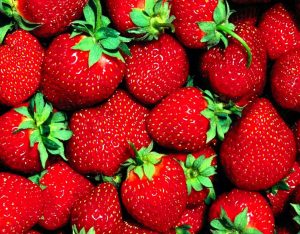 Cultivarea căpșunilor într-o seră pe tot parcursul anului - tehnologie olandeză și rusă